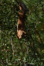 Squirrel eating berries on a tree upside down Royalty Free Stock Photo