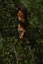 Squirrel eating berries on a tree upside down Royalty Free Stock Photo