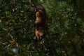 Squirrel eating berries on a tree upside down Royalty Free Stock Photo