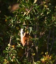 Squirrel eating berries on a tree upside down Royalty Free Stock Photo