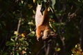 Squirrel eating berries on a tree upside down Royalty Free Stock Photo