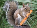 Squirrel eating a big orange cheeto