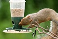 Squirrel eating from a bird feeder Royalty Free Stock Photo