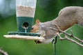 Squirrel eating from a bird feeder Royalty Free Stock Photo