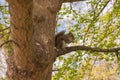 Squirrel Eating in branch from a tree in park. Royalty Free Stock Photo