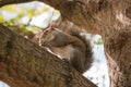 Squirrel Eating in branch from a tree in park. Royalty Free Stock Photo