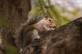 Squirrel Eating in branch from a tree in park. Royalty Free Stock Photo