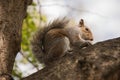 Squirrel Eating in branch from a tree in park. Royalty Free Stock Photo
