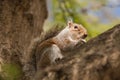 Squirrel Eating in branch from a tree in park. Royalty Free Stock Photo