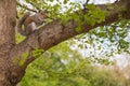 Squirrel Eating in branch from a tree in park. Royalty Free Stock Photo