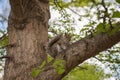 Squirrel Eating in branch from a tree in park. Royalty Free Stock Photo