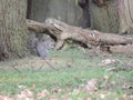 Squirrel eating carrot in the park