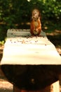 Squirrel eating cedar nuts on the bench