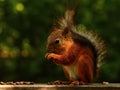 Squirrel eating cedar nuts on the bench