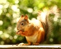 Squirrel eating cedar nuts on the bench Royalty Free Stock Photo