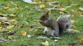 Squirrel eating chestnut in Greenwich park near London Royalty Free Stock Photo