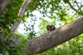 squirrel eating and chewing peanut on tree Royalty Free Stock Photo