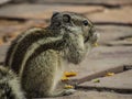 Squirrel eating chips on a walking path.