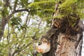 Squirrel eating coconut on tree.