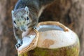 Squirrel eating a coconut on a tree