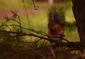 Squirrel eating cone on a pine tree in the forest Royalty Free Stock Photo