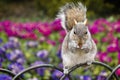 Squirrel eating cookies