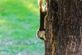 Squirrel eating a dry fruit on the tree Royalty Free Stock Photo