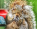 Squirrel eating from feeder Royalty Free Stock Photo