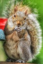 Squirrel eating from feeder Royalty Free Stock Photo
