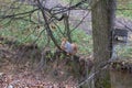 A squirrel eating from a feeder in the forest. Royalty Free Stock Photo