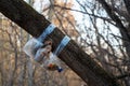 Squirrel eating from a feeder Royalty Free Stock Photo