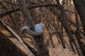 Squirrel eating from a feeder Royalty Free Stock Photo