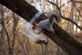 Squirrel eating from a feeder Royalty Free Stock Photo