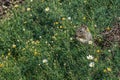 Squirrel eating flowers in green vegetation