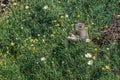 Squirrel eating flowers in green vegetation