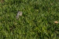 Squirrel eating flowers in green vegetation