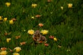 Squirrel eating flowers looking up Royalty Free Stock Photo