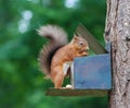 Squirrel eating food