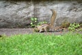 A squirrel eating food in a park. Green grass all around him Royalty Free Stock Photo