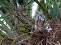 Squirrel Eating Fruit from Palm Tree