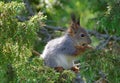 A squirrel eating green berries of Juniperus Royalty Free Stock Photo
