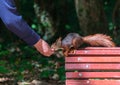 Squirrel eating hand in hand on bench in park Royalty Free Stock Photo