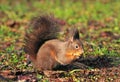 Squirrel eating hazelnut