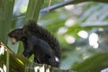 Squirrel eating hazelnut in a tree Mexico, Tabasco, Villahermosa Royalty Free Stock Photo