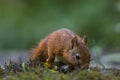 Squirrel Royalty Free Stock Photo