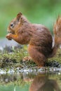 Squirrel Royalty Free Stock Photo