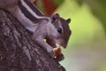 A SQUIRREL EATING ITS FOOD LIKE A HUMAN