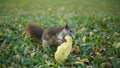 Squirrel Eating Mango Royalty Free Stock Photo