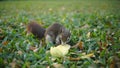 Squirrel Eating Mango Royalty Free Stock Photo