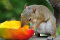 Squirrel Eating Mango Royalty Free Stock Photo